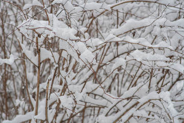 Thin branches without leaves sprinkled with snow