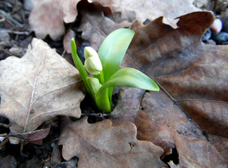 a white snowdrop sprout grows through fallen oak leaves in early spring