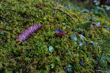Schwarzwald Germany Baden-Württemberg Outdoor