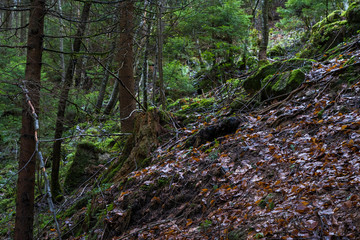 Schwarzwald Germany Baden-Württemberg Outdoor