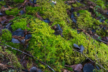 Schwarzwald Germany Baden-Württemberg Outdoor