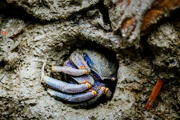 Im Schlick eingegrabene Winkerkrabbe am Strand eines Mangrovenwaldes