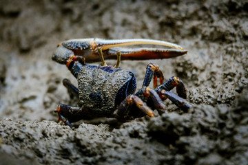 Winkerkrabbe mit großer Schere am Strand eines Mangrovenwaldes