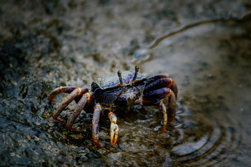 Winkerkrabbe am Strand eines Mangrovenwaldes