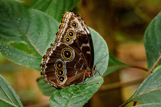 Blauer Morphofalter auf Blatt sitzend