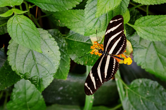 Zebrafalter auf Bl&uuml;te sitzend