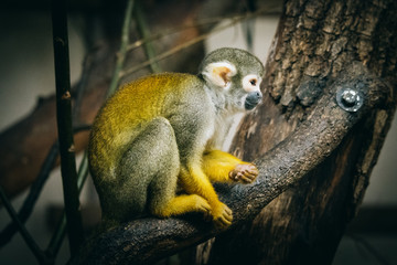 Einzelnes peruanisches Totenkopfäffchen im Burger's Zoo (Arnheim, Niederlande)