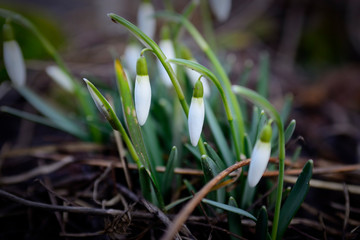 the first spring flowers in my garden are snowdrops