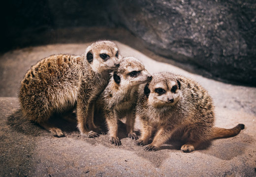 Drei Erdm&auml;nnchen im Burger's Zoo in Arnheim, Niederlande