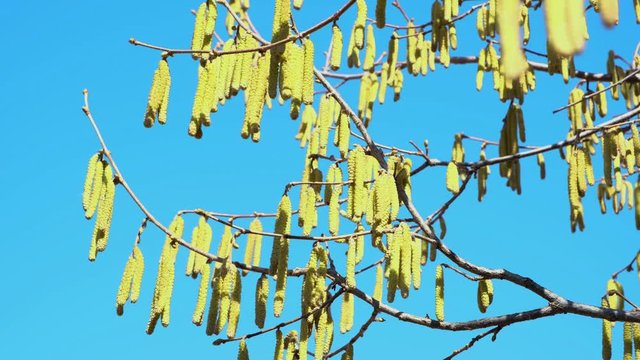 Yellow flowering hazelnut catkins blowing on wind against blue sky. Blooming hazel tree in   spring forest. Seasonal hay fever concept.