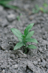 Seedlings grow on the black earth in the garden in the spring. Selective focus. Spring planting in the country.