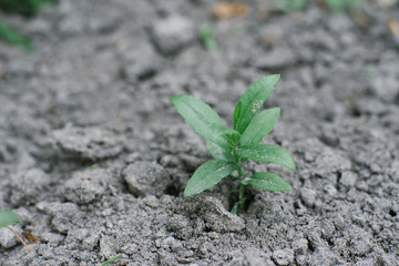 Seedlings grow on the black earth in the garden in the spring. Selective focus. Spring planting in the country