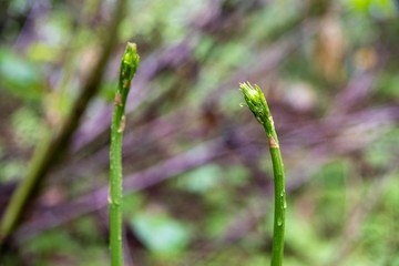 山に育った山菜