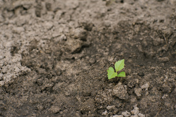 Seedlings of a Dahlia flower in the spring in the garden.Copy space