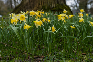Nature OutdoorBl&uuml;te Pflanze