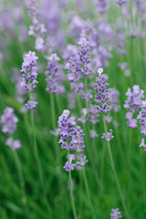 Delicate lilac lavender flowers in the garden in summer. Selective focus