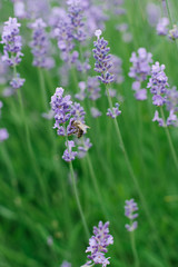 Obraz premium Delicate lilac lavender flowers in the garden in summer. A bee is sitting on a lavender flower. Selective focus