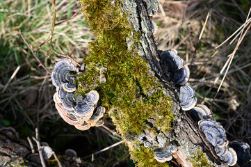 Pilze wachsen an einem abgestorbenen Ast der mit Moos bewachsen ist