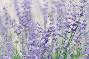Naklejka premium Delicate stylish lilac lavender flowers in summer in the garden on a gray background. Selective focus