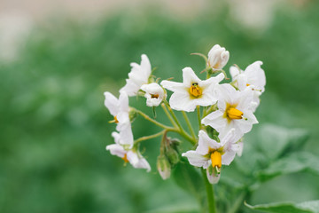 White potato flowers in the garden in summer. Copy space