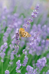 A beautiful butterfly drinks nectar on a lavender flower in a lavender field