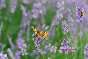 Butterfly urticaria sits on a lavender flower in a field