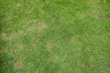 Artificial green grass texture can be use as background