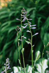 Gently lilac flowers host in the garden in summer. Selective focus