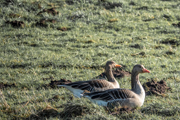 Obraz na płótnie Canvas pair of grey geese stands on a green meadow in spring