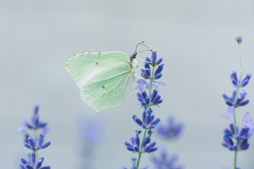 The lemongrass butterfly sits on a lavender flower and drinks nectar on a flower in a field. Selective focus