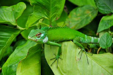 A green chameleon sits on green leaves in the jungle of Sri Lanka.