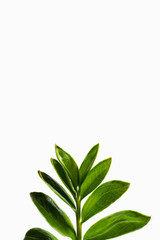 Fototapeta na wymiar houseplant branch on a white background