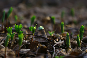 fresh green shoots background, abstract spring look, new greens