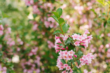 Pink weigela flowers on a branch in the garden in summer. Selective focus. Copy space