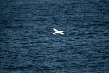 Northern Gannet