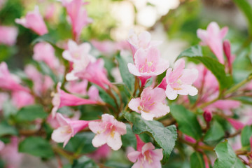 Obraz premium Pink weigela flowers on a branch in the garden in summer. Selective focus