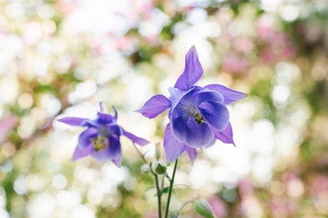 Purple flowers of Aquilegia, a catchment in the garden in summer. Selective focus