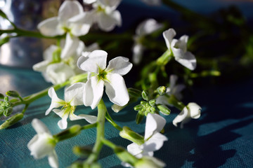 Bouquet of fragrant white stock flowers (matthiola)
