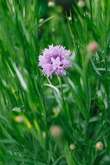 Lilac flower cornflower in the garden in summer. Selective focus
