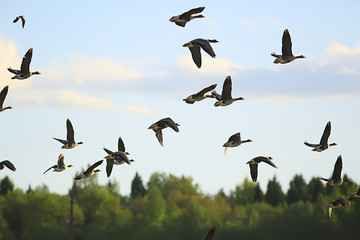 geese spring migratory birds in the field, spring landscape background