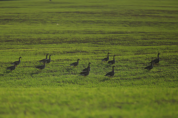 geese spring migratory birds in the field, spring landscape background