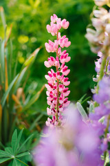 Pink lupine flower in the garden in summer. Selective focus
