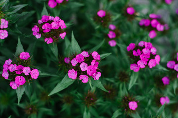 Pink flowers of Turkish carnation in the garden in summer. Selective focus