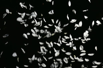 Fototapeta na wymiar petals of a white apple tree on a black background fall