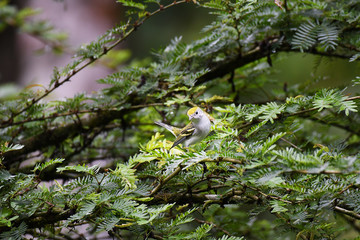 Chestnut-sided Warbler female perched in a shrub