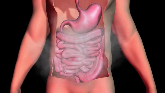 Gas buildup in human stomach . Flatulence , bloating , gases accumulating and released from digestion , intestines. 3d animation