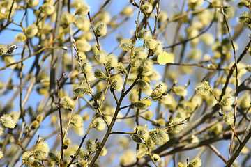 branches of young green leaves and buds, seasonal background, april march landscape in the forest