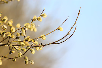 willow branches spring background, abstract blurred view of spring early march easter