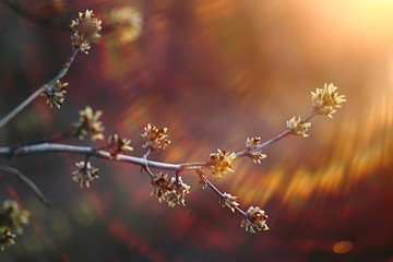 abstract sunny day background in spring forest, branches with buds and young leaves in the sunlight