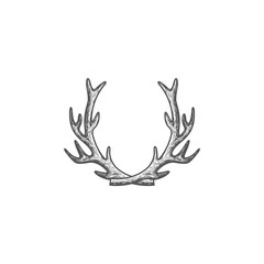 illustration drawing of deer antlers